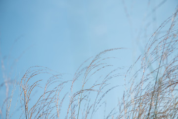 Dry grass with blue sky background