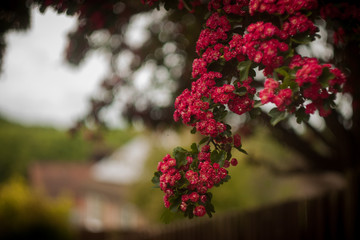 Red hawthorn tree blossom 
