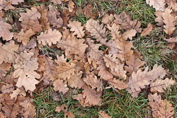 Grass oak leaves ground earth soil winter fall close up