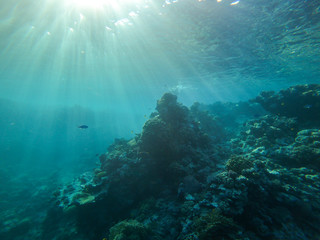 red sea, underwater world
