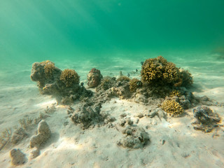 red sea, underwater world