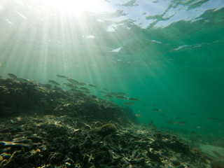 red sea, underwater world
