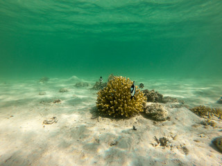Fototapeta na wymiar red sea, underwater world