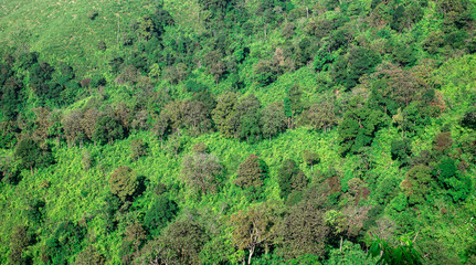 Obraz premium Tło zielony las