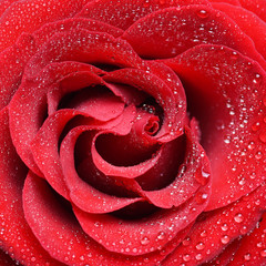 Close up view of red rose
