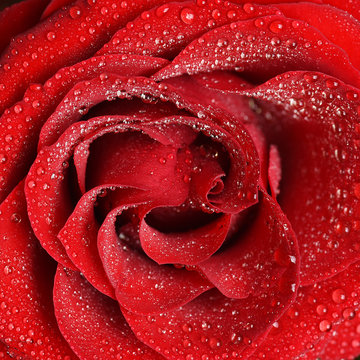 Close up view of red rose
