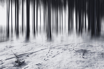 Surrealer Winter Wald in schwarzweiss