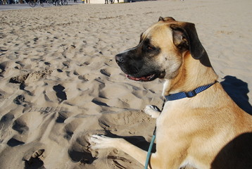 Boxer-Cross on Beach