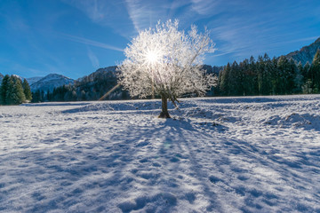 Durchbohren der Sonne durch einen gefrorenen weißen Baum