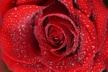 Close up view of red rose   © Iaroslava Zubenko