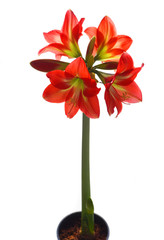 Red Amaryllis isolated in pot
