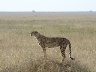 Gepard hält Ausschau