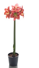 Amaryllis in pot isolated
