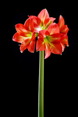 Hippeastrum Amaryllis red flowers
