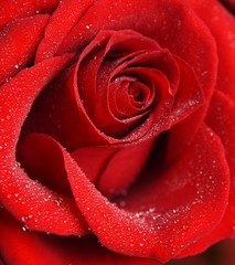 Beautiful red rose close-up
