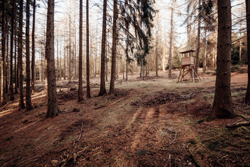 Warmer Sonnenschein im Nadelwald