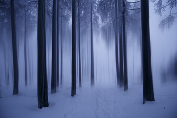 Dunkler Winterwald © ohenze
