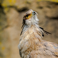 Portrait of a secretary bird
