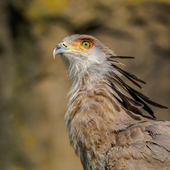 Portrait of a secretary bird