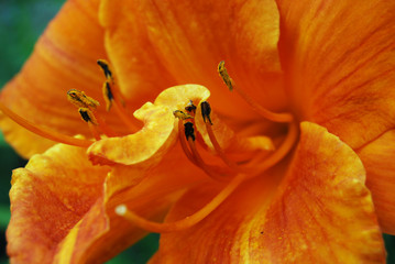 A blooming lily in the garden, an orange lily. For holiday cards. Nature, flowers, summer. Background.