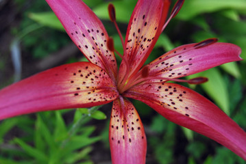 Blooming lily in the garden. Maroon garden lily. Photo close up, macro. Stamens. Postcard. Tiger lily Nature, flowers, summer. Background.