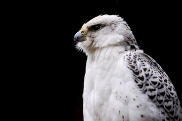 Raubvogel in einer Falknerei.