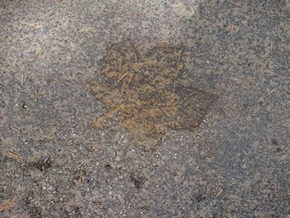 foglia stampata nell'asfalto