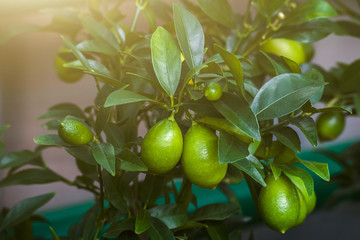 Green Lemons hanging on tree. Growing lemon.