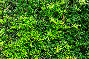 Buddhist pine (Podocarpus macrophyllus) - Pembroke Pines, Florida, USA