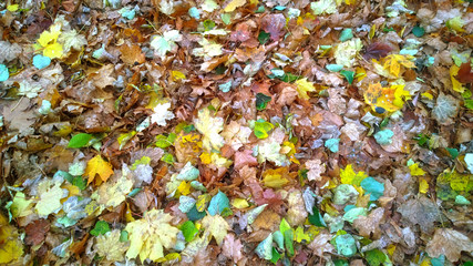 Autumnal background of fallen leaves forming a thick colorful carpet