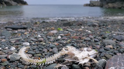 Close up of a fish skeleton on the stoney beach at Cadgwith in Cornwall, England.