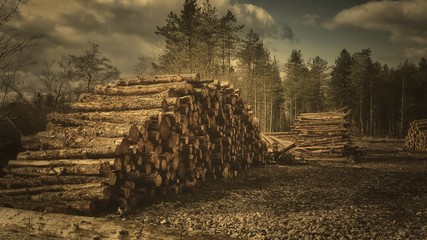 Forestry Wood Stack
