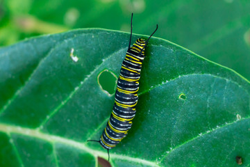 Monarch butterfly caterpillar (Danaus plexippus) feeding on a crown flower plant (Calotropis gigantea) - Pembroke Pines, Florida, USA
