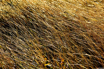 Textured background of golden straw waving in breeze