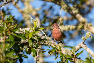 An inquisitive reddish House Finch is captured perched in a live oak tree against a clear blue sky