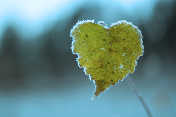 leaf in the form of a heart in winter is all hoarfrost