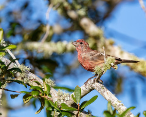 An inquisitive reddish House Finch is captured perched in a live oak tree against a clear blue sky