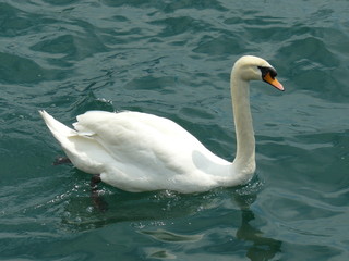 swan on the lake