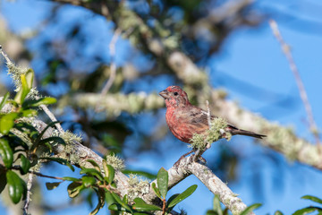 An inquisitive reddish House Finch is captured perched in a live oak tree against a clear blue sky