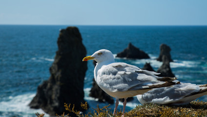 Une mouette à Belle-île