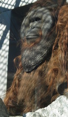 Old orangutan in a cage