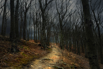 Fototapeta premium Der Weg