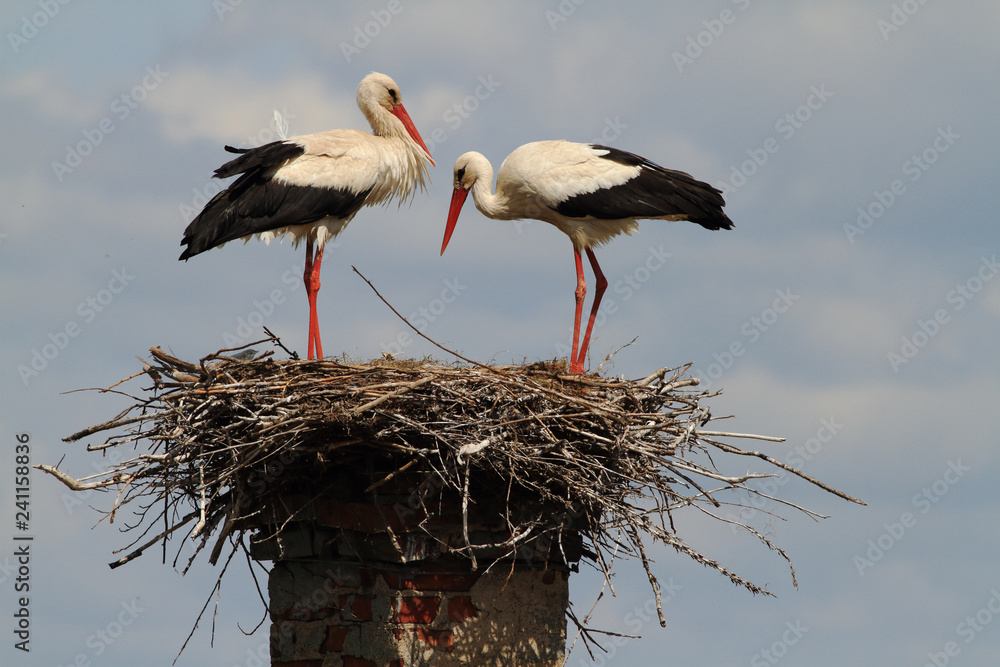 Wall mural white stork in the nest