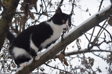 Black and white cat walking in the snow.