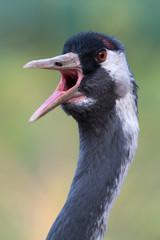 common crane - Grus grus