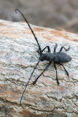 a beetle - Morimus asper