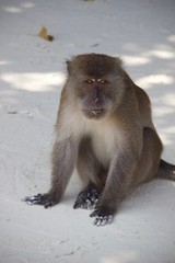 monkey beach Thailand