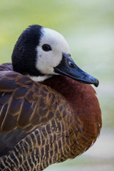 White-faced whistling duck - Dendrocygna viduata