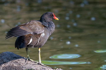 Common moorhen - Gallinula chloropus