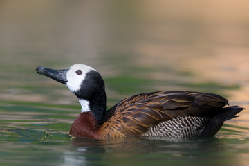 White-faced whistling duck - Dendrocygna viduata